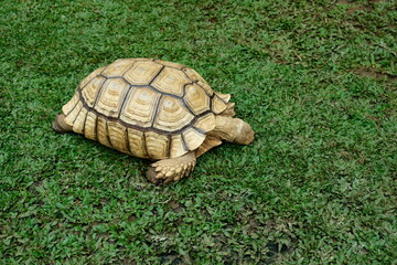 turtle on the grass