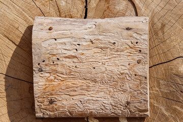 Piece wood cut texture with nail on natural background