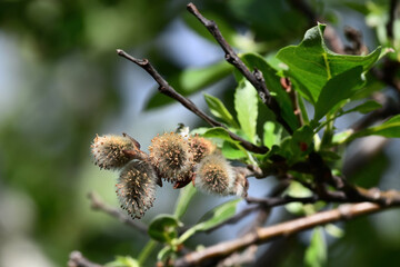 Willow catkins in Alaska's boreal forest.