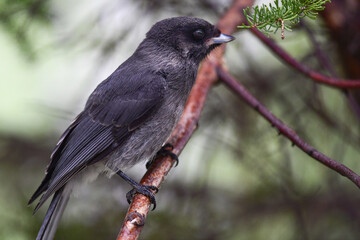 A juvenile Canada Jay (Perisoreus canadensis) perched on a tree branch in Alaska's boreal forest.