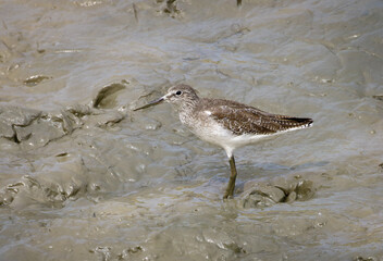 The wood sandpiper is a small wader. This Eurasian species is the smallest of the shanks, which are mid-sized long-legged waders of the family Scolopacidae.