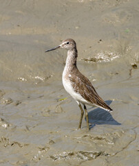 The wood sandpiper is a small wader. This Eurasian species is the smallest of the shanks, which are mid-sized long-legged waders of the family Scolopacidae.