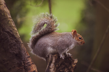 Grey squirrel in the park