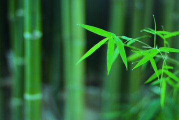 Fototapeta na wymiar A serene in green nature atmosphere of beautiful bamboo forest. Blurred image in cool tone for spring and summer background and wallpaper. Carbon neutral environment concept.