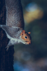 Grey squirrel in the park
