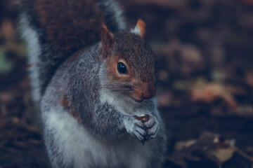 Grey squirrel in the park