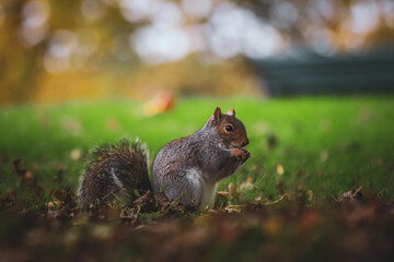 Grey squirrel in the park