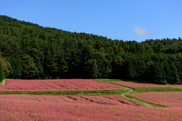 Fototapeta na wymiar 秋になると広大な赤そばの畑が鮮やかなピンク色に染まります In autumn, the vast field of red buckwheat is dyed in bright pink.