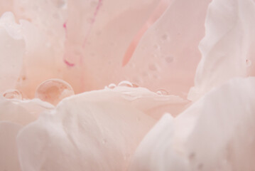 白いピンク色の芍薬に水滴あ（全面アップ）