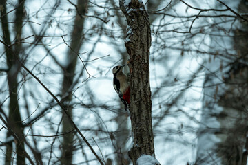 A woodpecker on a tree trunk in a winter forest. Woodpecker in its natural habitat
