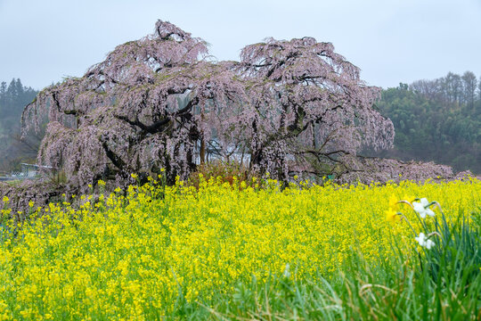 三春滝桜 Images – Browse 289 Stock Photos, Vectors, and 三春滝桜 Images – Browse 289 Stock Photos, Vectors, and