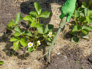 Farmer is loosening soil around the strawberry bushes using hand garden rake