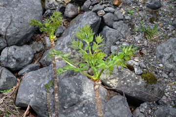 タラノキの芽（北海道・知床）
