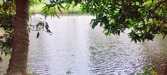 tree in the afternoon nature view with pond 
