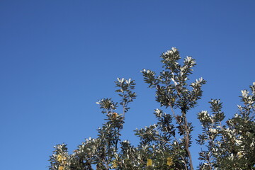 branches against blue sky