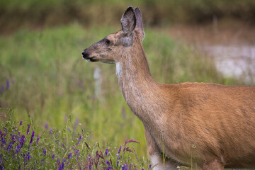 A small female blacktail deer wanders through a field of tall grass and wildflowers.