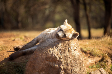Hyena sleeping on a stone in the African savannah of South Africa, this animal is very dangerous, carnivorous, scavenger and lives in community attacking and hunting together.