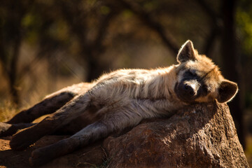 Hyena resting on a warm rock in the African savannah of South Africa, this predator is very...