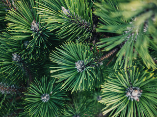 green pine needles