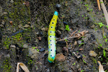 A colorful worm in the jungle ground