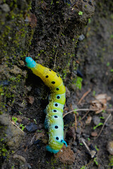 A colorful worm in the jungle ground