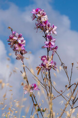 Pink Bauhinia flowering tree blooming, Closeup of Purple Orchid Tree flowers.