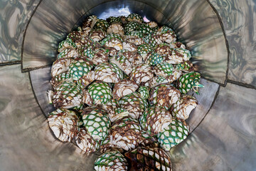 Oven full of agave ready to start steaming it
