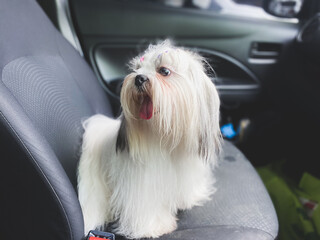 Shih Tzu puppy sitting in car on the seat. Travel dog concept.