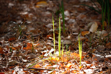 陽の射し込む森の片隅から芽を出した植物