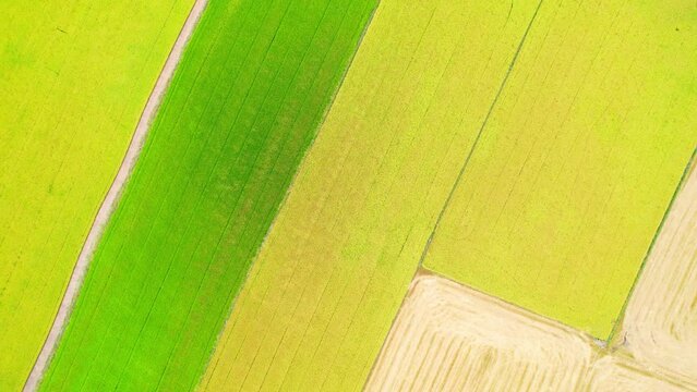 Aerial view of agriculture in rice fields for cultivation. Natural texture for background. green and yellow rice paddies in Pathum Thani Province, Thailand. 4K drone.
