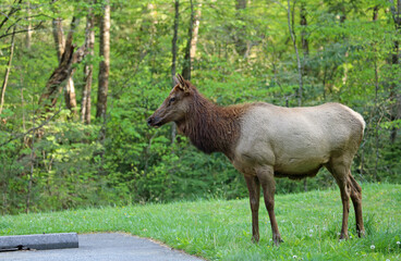 Naklejka na ściany i meble Female elk - Great Smoky Mountains National Park, North Carolina