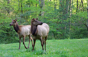 Naklejka na ściany i meble Two Female elk - Great Smoky Mountains National Park, North Carolina