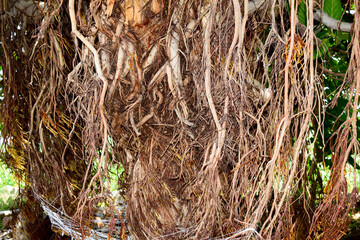 Ficus benghalensis, commonly known as the banyan, banyan fig and Indian banyan. In India