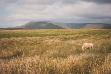 Wild Welsh Mountain Pony - Brecon Beacon National Park