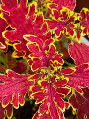 Unique shape and colorings of blossoms and plants, summer seasonal beauty year 2022 June 17th