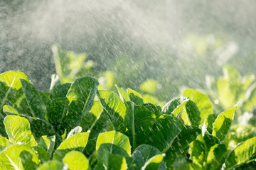 Watering  spraying system above the vegetable plot in the greenhouse of green  lettuce salad...