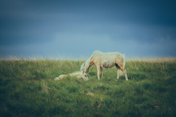 Wild Welsh Mountain Pony - Brecon Beacon National Park