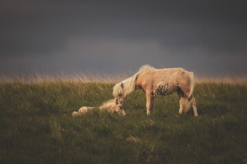 Wild Welsh Mountain Pony - Brecon Beacon National Park