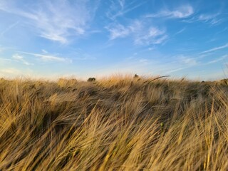 field of wheat