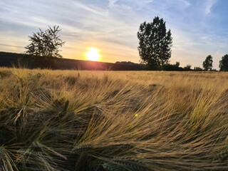 sunset in the field