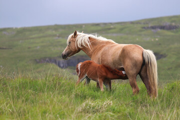 Wild Welsh Mountain Pony - Brecon Beacon National Park