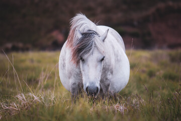 Wild Welsh Mountain Pony - Brecon Beacon National Park