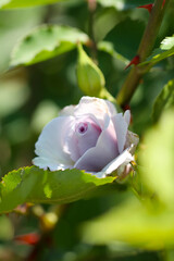 Water color light purple rose flower blossom of 