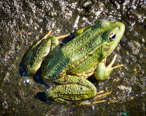 frog in the pond