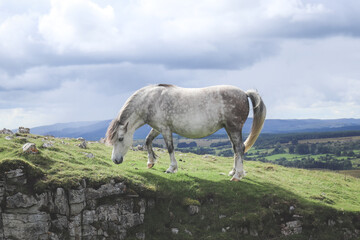 Wild Welsh Mountain Pony - Brecon Beacon National Park