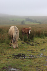 Wild Welsh Mountain Pony - Brecon Beacon National Park