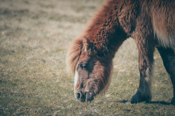 Wild Welsh Mountain Pony - Brecon Beacon National Park