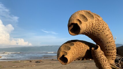 Rhizome bud dry bamboo on the beach