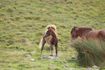 Wild Welsh Mountain Pony - Brecon Beacon National Park