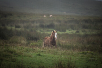 Wild Welsh Mountain Pony - Brecon Beacon National Park